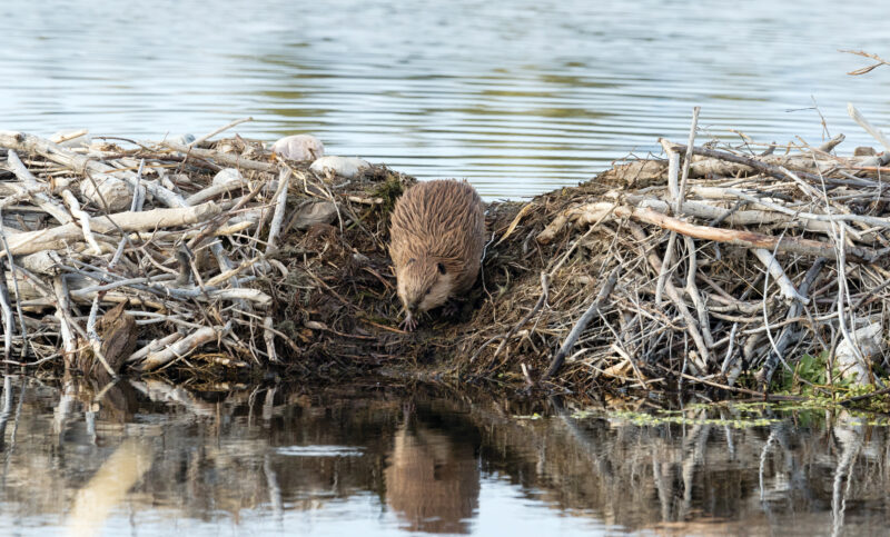 Beaver Dam Control